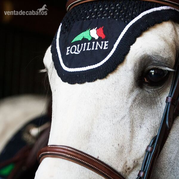 Irish Sport Horse {TYPE}