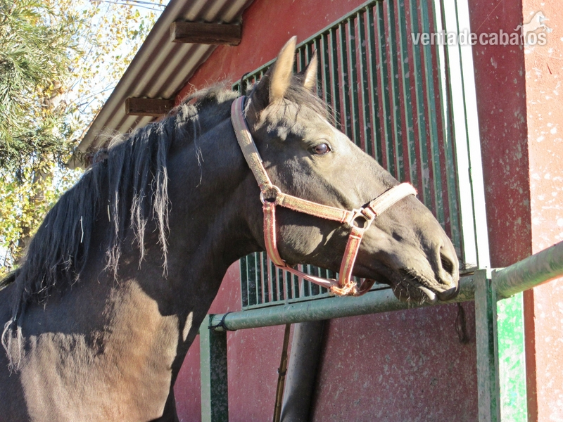 Caballos Pura Raza Española (P.R.E.) Pura Raza Española - ALARDE VAP. 4 años. Talla y movimientos