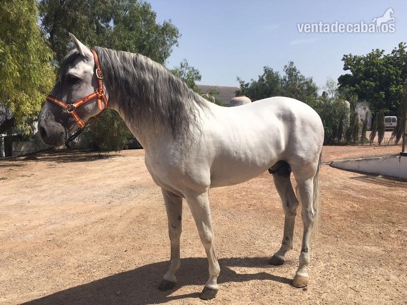 VENTA DE CABALLO P.R.E in 