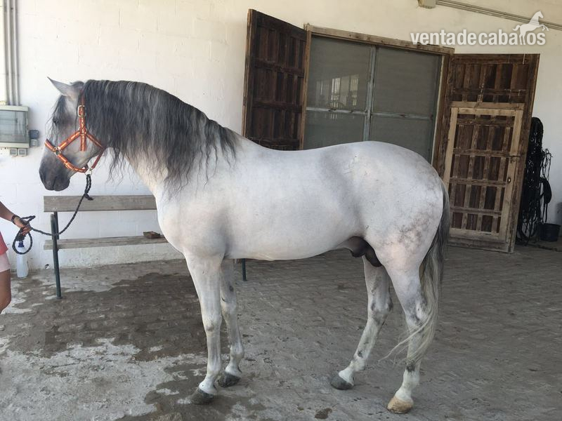 Caballos Pura Raza Española (P.R.E.) P.R.E. - VENTA DE CABALLO P.R.E
