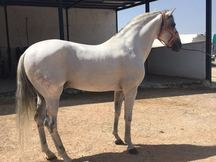 VENTA DE CABALLO P.R.E