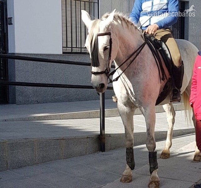 Yegua de 12 años para niños y principiantes in 