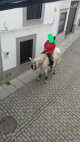 Hispano-Arabe