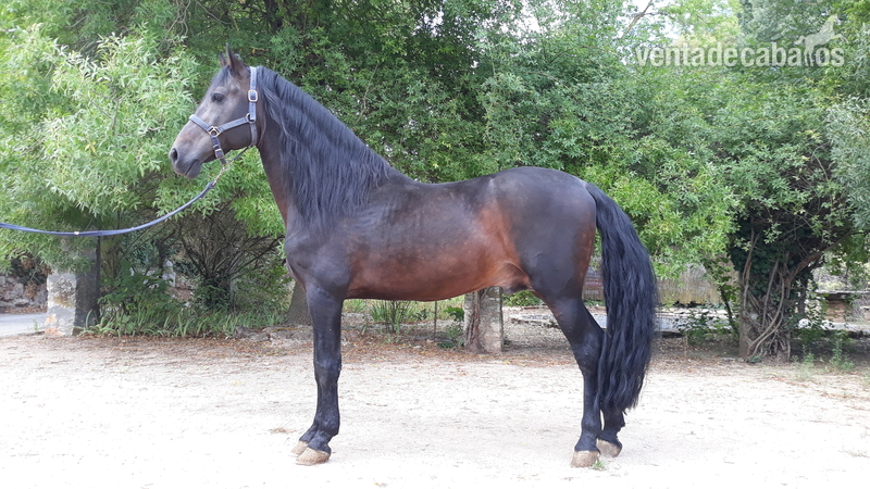 CABALLO PURA RAZA ESPA&Ntilde;OLA in 
