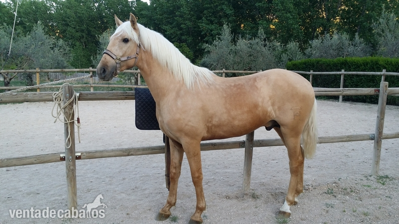 SE VENDE POTRO PERLA YEGUADA LA PERLA in 