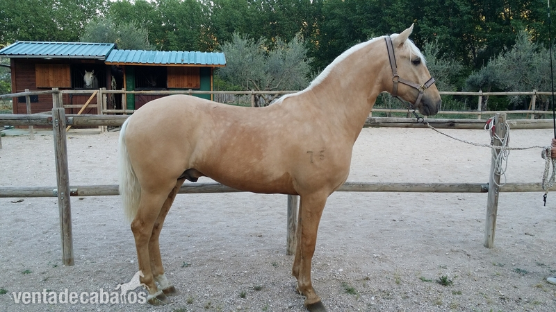 Lusitano