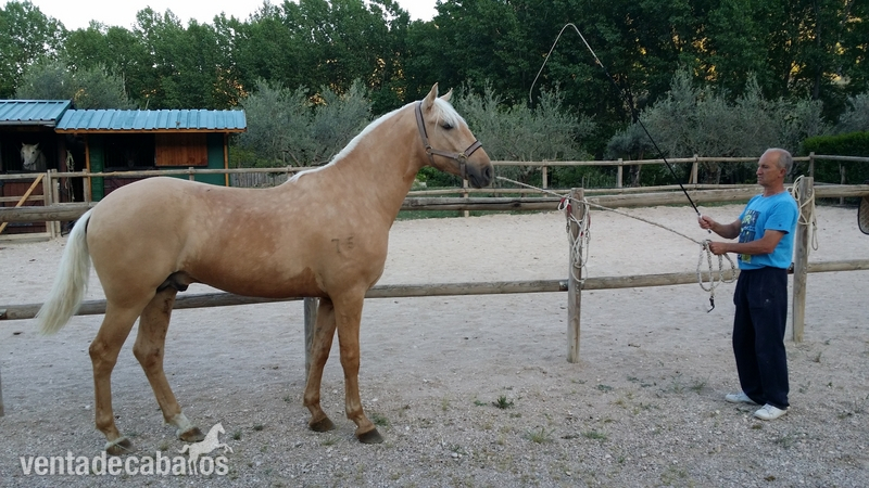 Lusitano {TYPE}