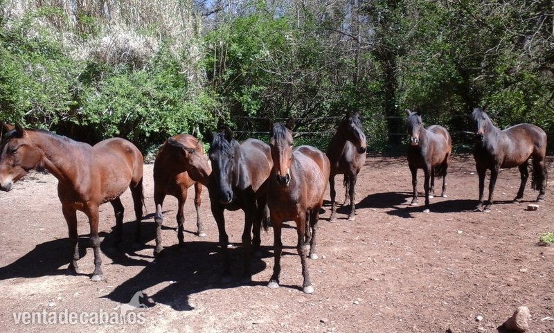 Lote de yeguas PRE in 