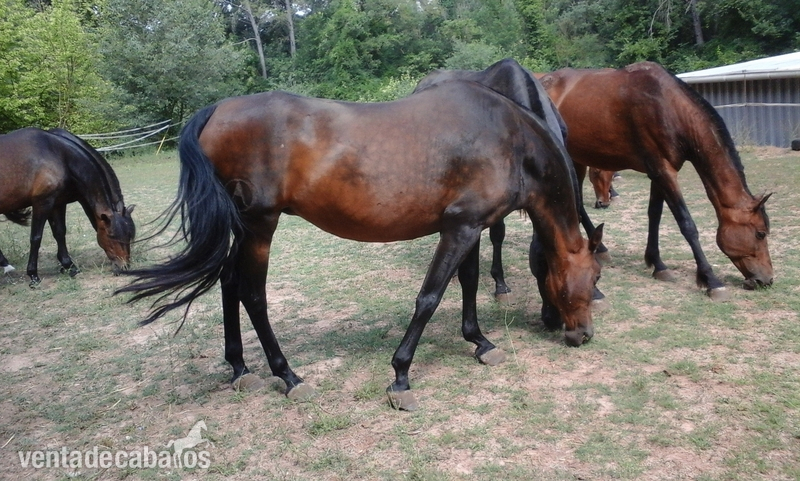 Lote de yeguas PRE - Caballos Pura Raza Española (P.R.E.) Pura Raza Española