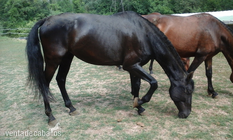 Lote de yeguas PRE - Pura Raza Española