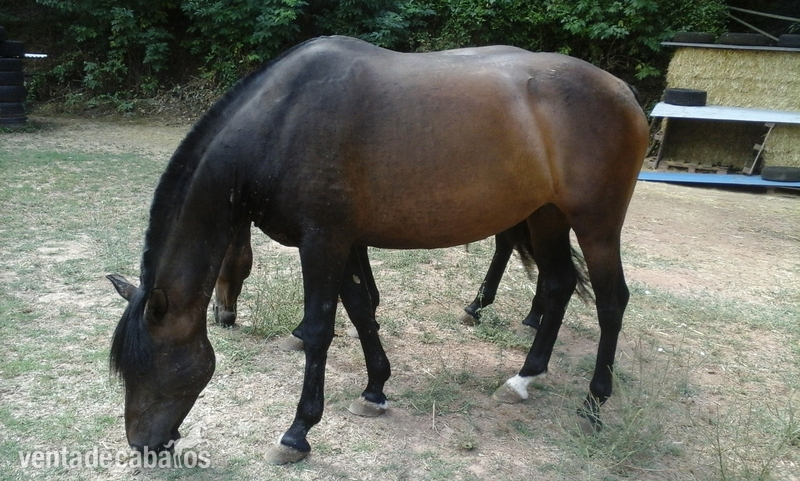 Lote de yeguas PRE - Caballos Pura Raza Española (P.R.E.)