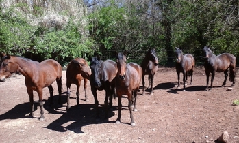 Lote de yeguas PRE