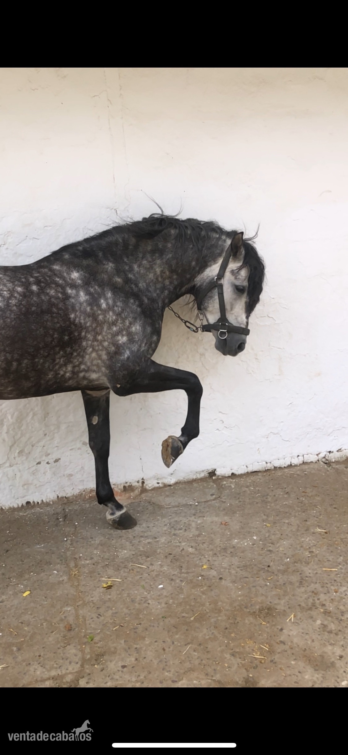 LÍNEA IMPACIENTE II. EXCELENTES CAPACIDADES PARA ALTA ESCUELA. - Caballos Pura Raza Española (P.R.E.)