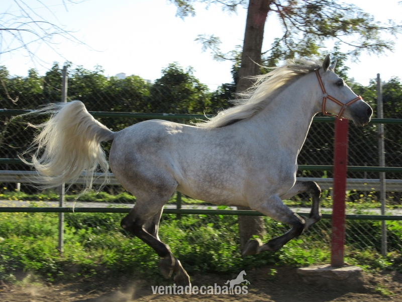 Caballos Capados Pura Raza Española - Hechicero  CXXXIV. 7 AÑOS. Talla. movimientos espectaculares.