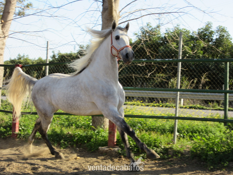 Hechicero  CXXXIV. 7 AÑOS. Talla. movimientos espectaculares. - Caballos Capados Pura Raza Española