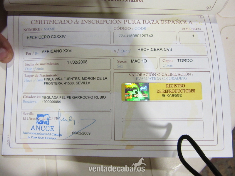 Hechicero  CXXXIV. 7 AÑOS. Talla. movimientos espectaculares. - Caballos Capados