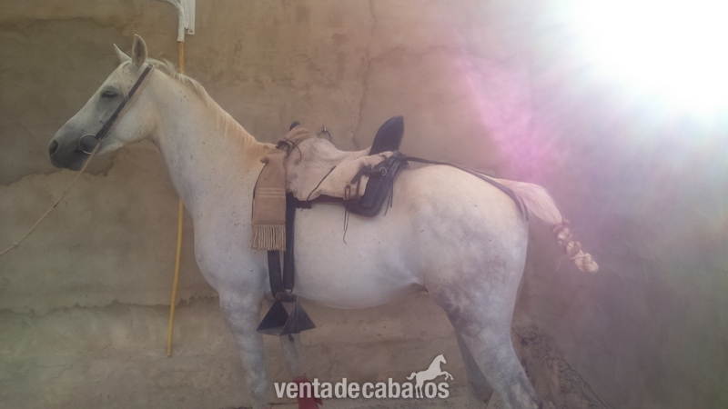 Se vende caballo anglo-árabe in 