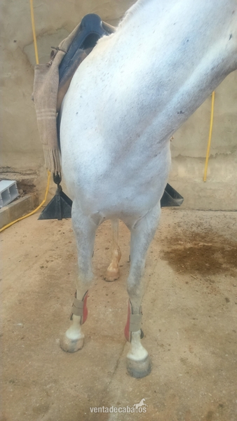 Caballos Capados Anglo-árabe - Se vende caballo anglo-árabe