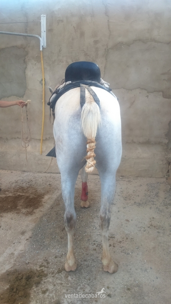 Se vende caballo anglo-árabe - Caballos Capados Anglo-árabe