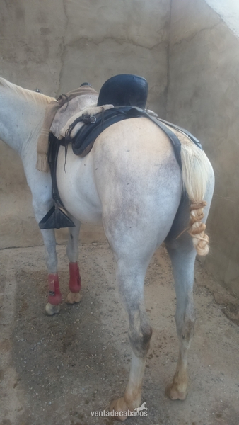 Se vende caballo anglo-árabe - Anglo-árabe