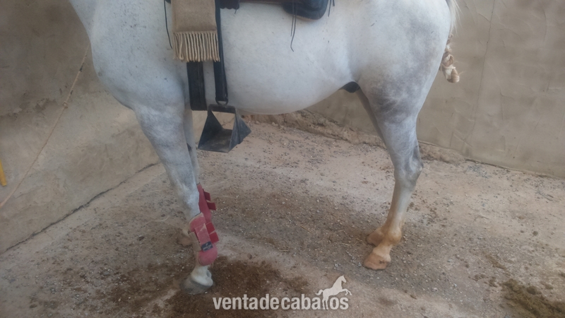 Se vende caballo anglo-árabe - Caballos Capados