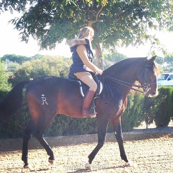 VENTA DE CABALLO LUSITANO in 