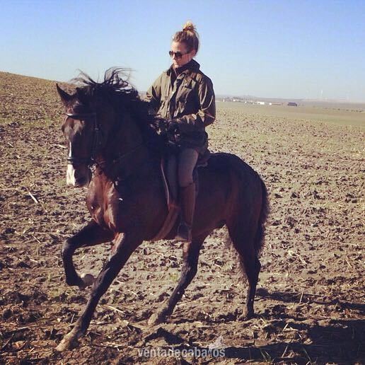 Lusitano