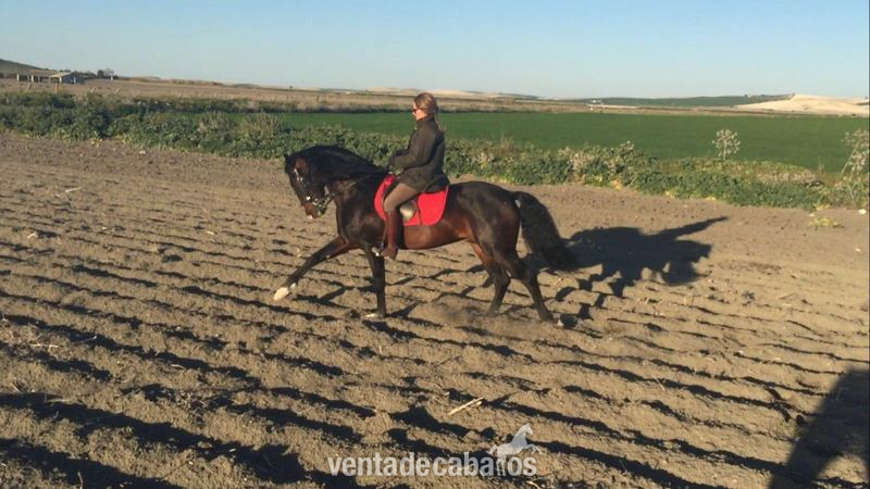Lusitano {TYPE}