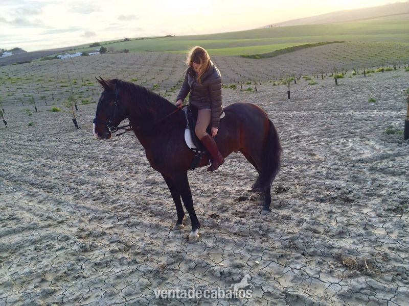 Caballos Enteros Lusitano - VENTA DE CABALLO LUSITANO