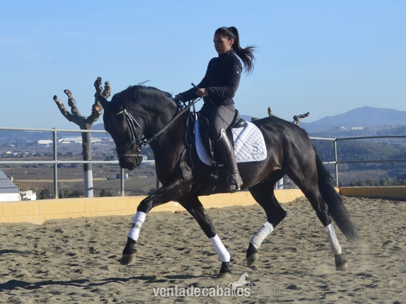 Venta caballo PRE  in 