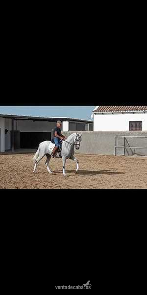 Caballos Pura Raza Española (P.R.E.) PRE - Caballo capado PRE