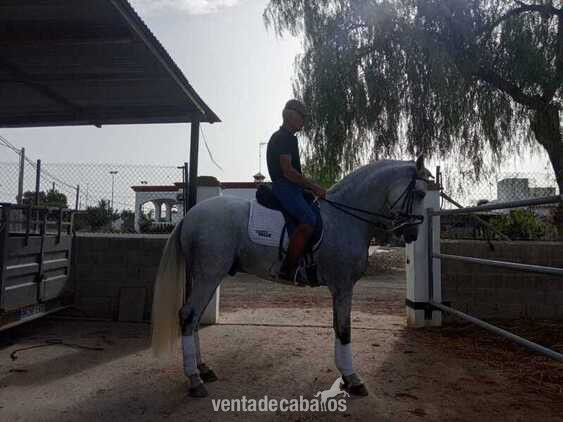 Caballo capado PRE in 