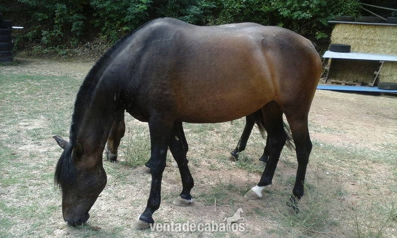 Caballos Pura Raza Española - Caballos Pura Raza Española (P.R.E.)