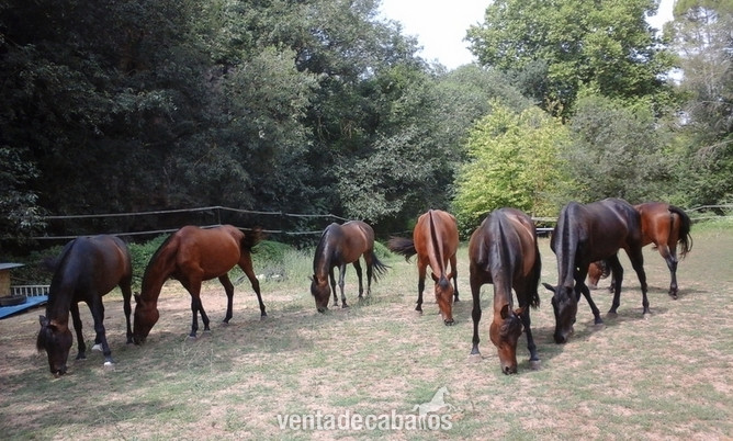 Caballos Pura Raza Española in 