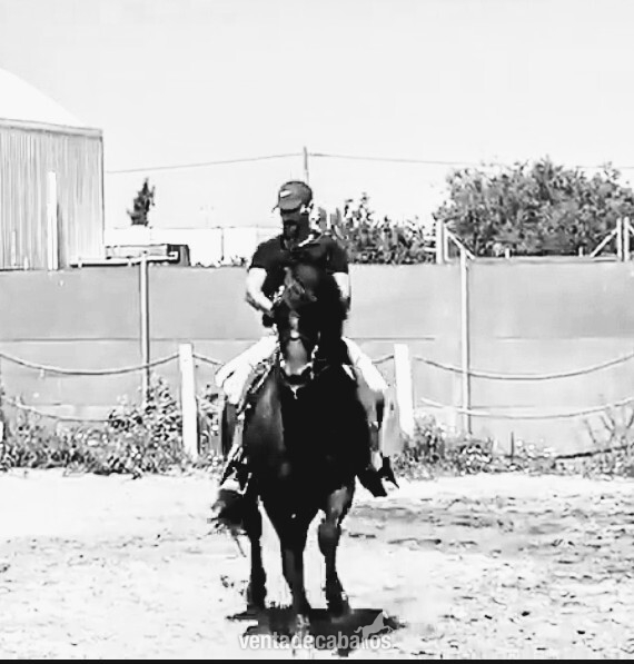 Busco caballo/yegua en CESION  in 