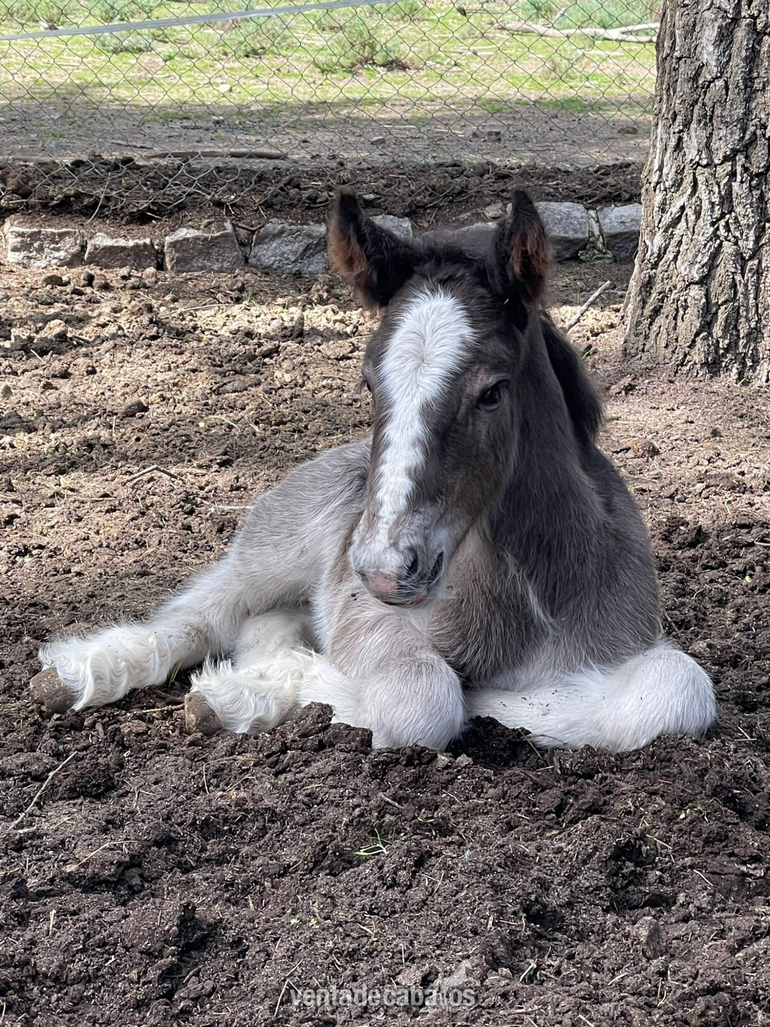 IRISH COB CRIA in 