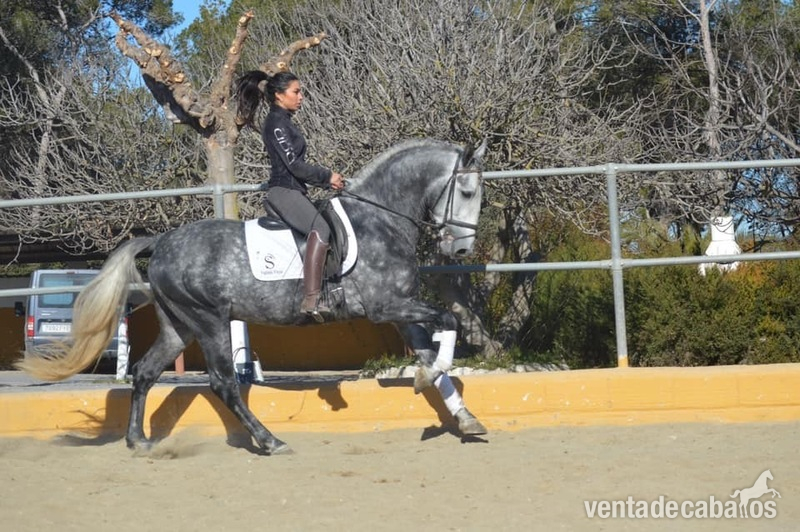 VENTA Caballo PRE  in 