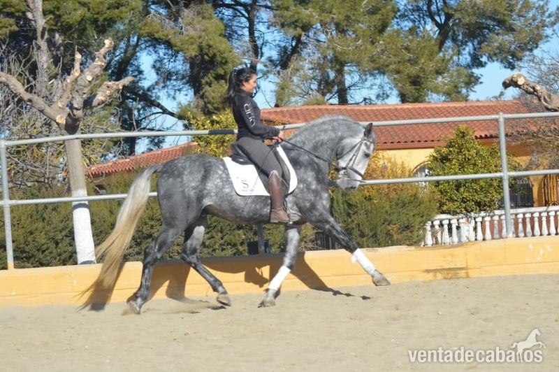 Caballos Pura Raza Española (P.R.E.) Pura Raza Española - VENTA Caballo PRE 