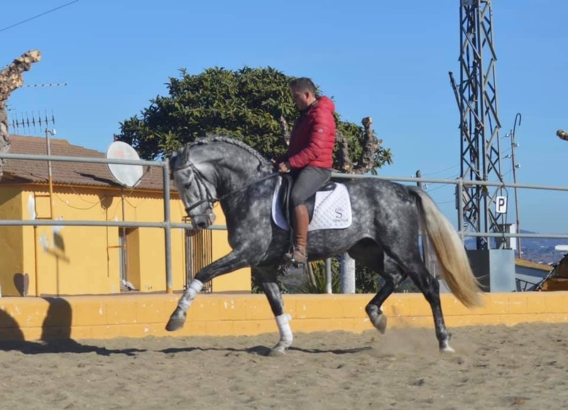 VENTA Caballo PRE  - Caballos Pura Raza Española (P.R.E.) Pura Raza Española