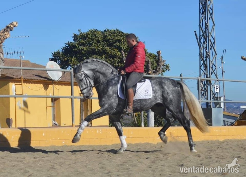 VENTA Caballo PRE  - Caballos Pura Raza Española (P.R.E.) Pura Raza Española