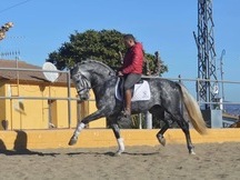 VENTA Caballo PRE 