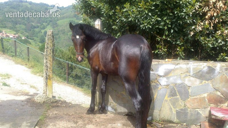 potro pre 2 años in 