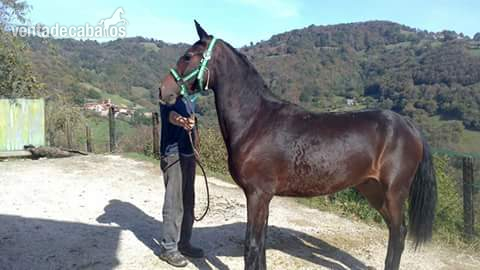 potro pre 2 años - Pura Raza Española