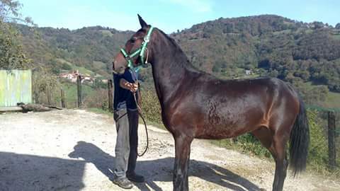 potro pre 2 años - Pura Raza Española