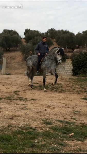 venta caballo p.r.e   in 