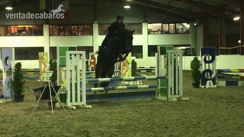 Caballo de salto in 