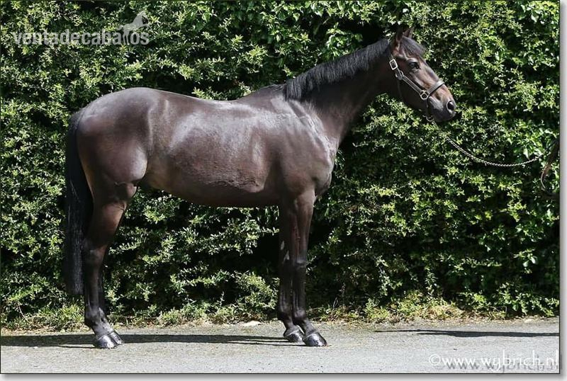 Irish Sport Horse