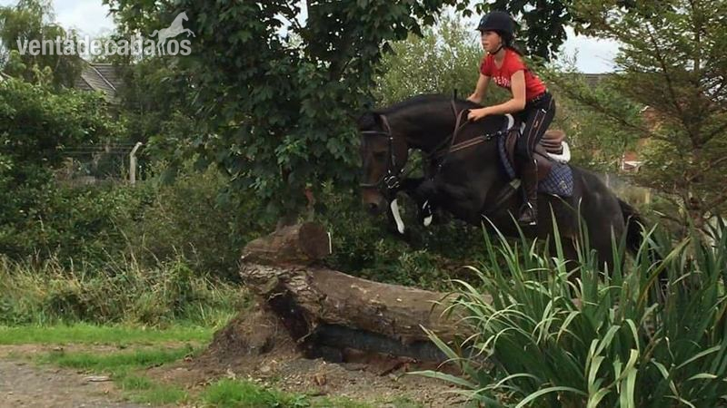 Irish Sport Horse {TYPE}