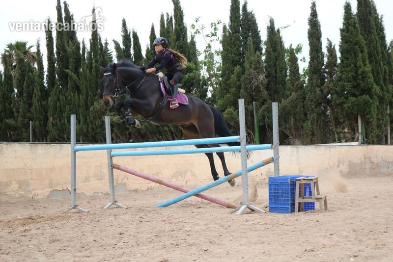 Caballos Capados Irish Sport Horse - Caballo de salto