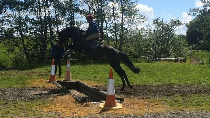 Caballo de salto - Caballos Capados Irish Sport Horse